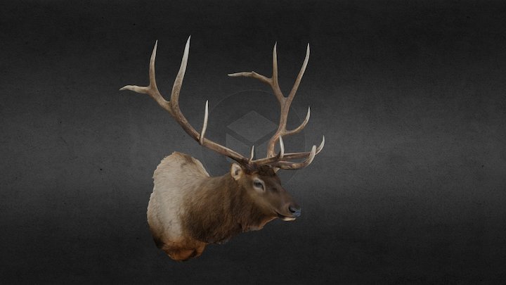 Mike Lely Rocky Mountain Elk 3D Model