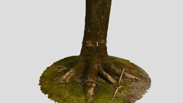 CC0 クスノキ Camphor Tree, Cinnamomum camphora – Modello 3D gratuito STL
