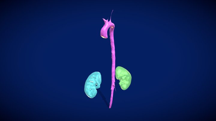 Kidneys and Aorta 3D Model