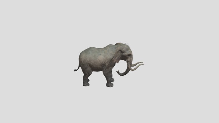 Elephant 3D Model