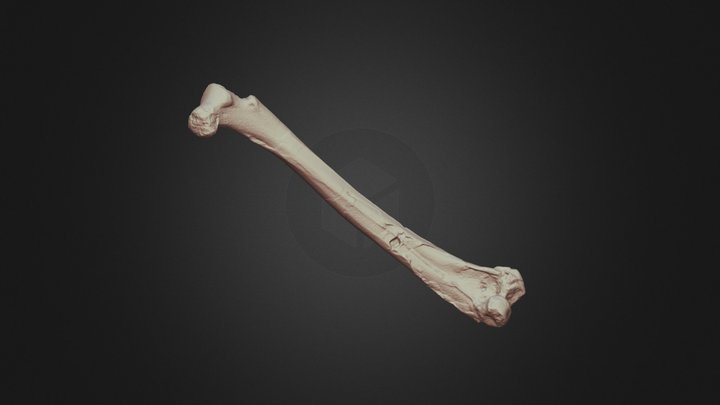 Enantiornithes femur / combcsont 3D Model