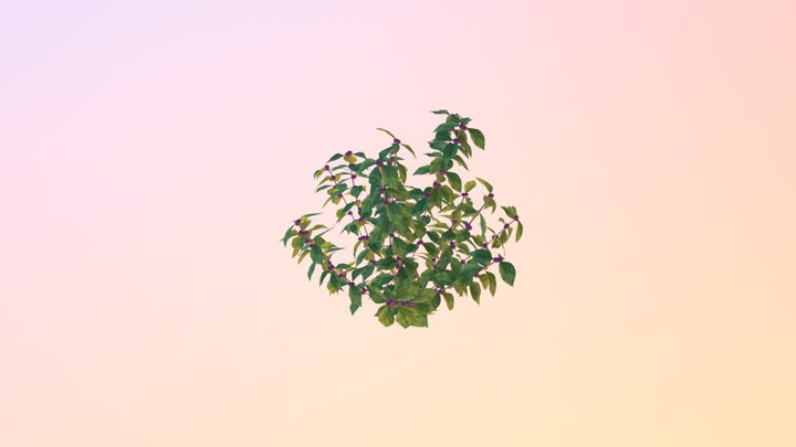 American beautyberry (Callicarpa americana) 3D Model