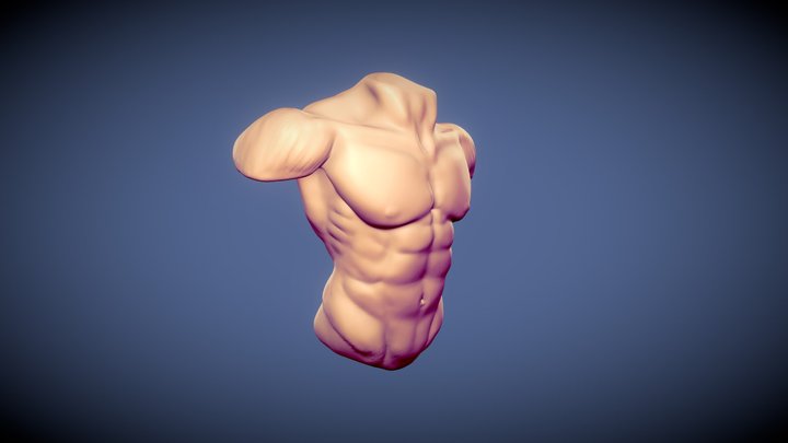 Male Torso 3D Model