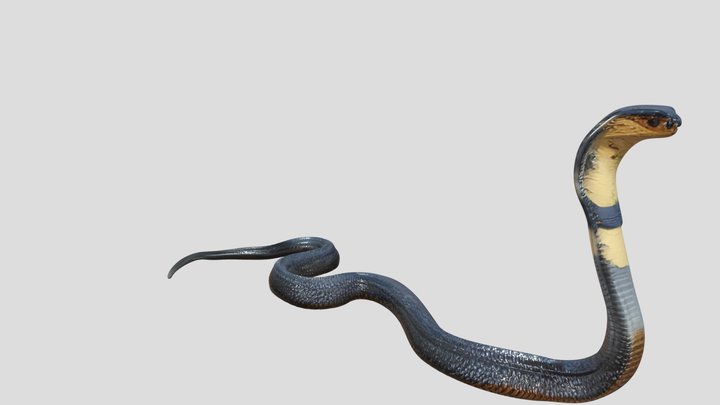 Realistic 3D Snake Model 3D Model