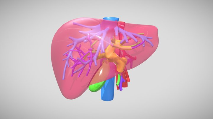 Liver vasculature and bile ducts 3D Model