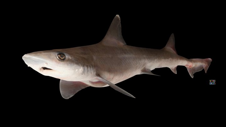 シロザメ ♂ Dog shark, Mustelus griseus 3D Model