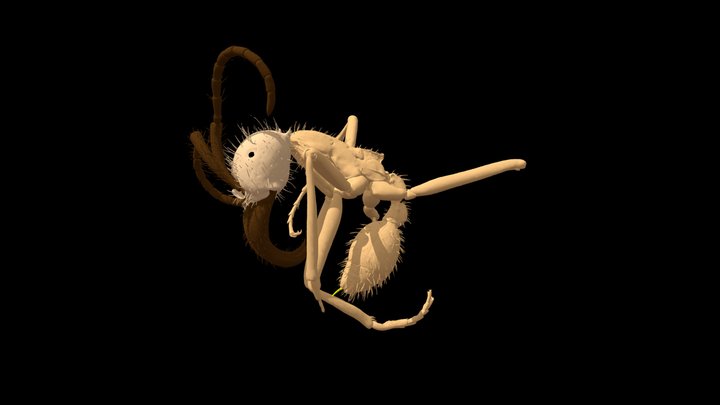 Antscan - Eciton hamatum CASENT0744582 · 3D model preview