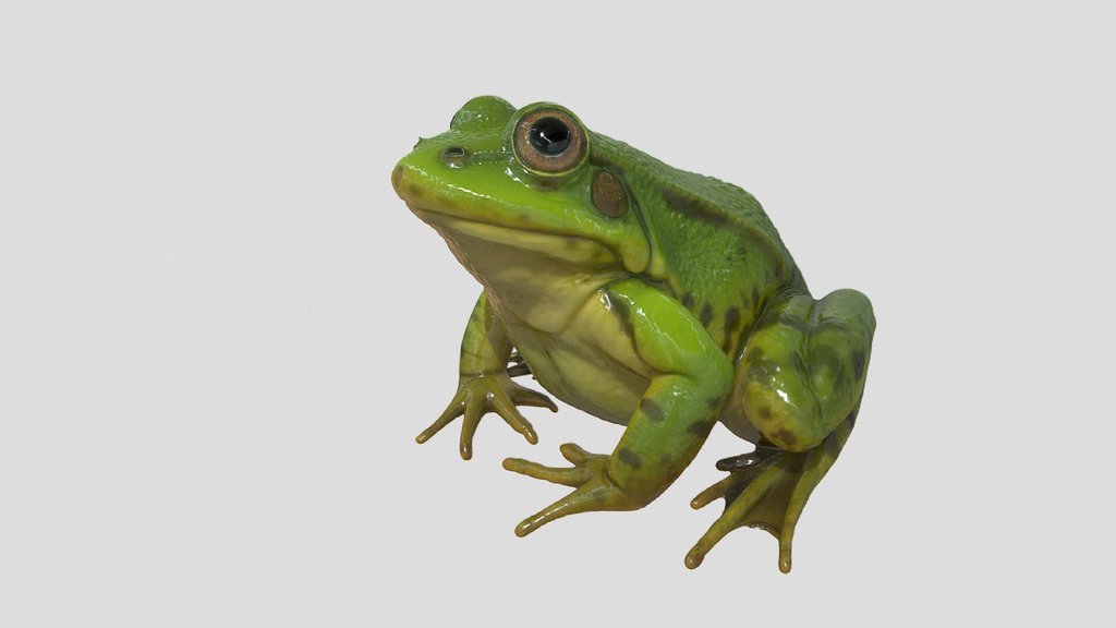 frog 3d model