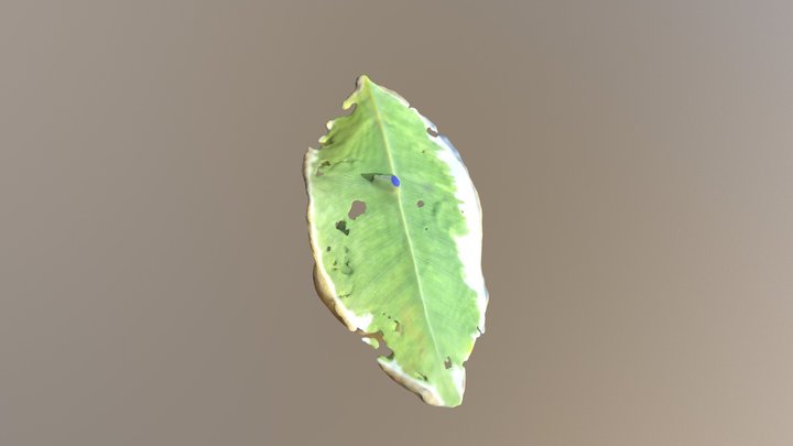 Leaf Test 3D Model