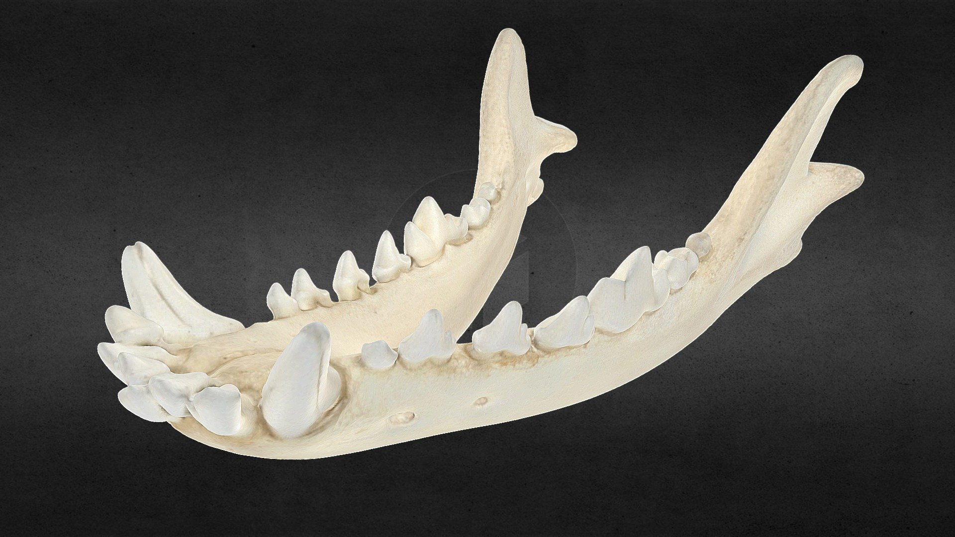 Dog jaw (Spider redux)