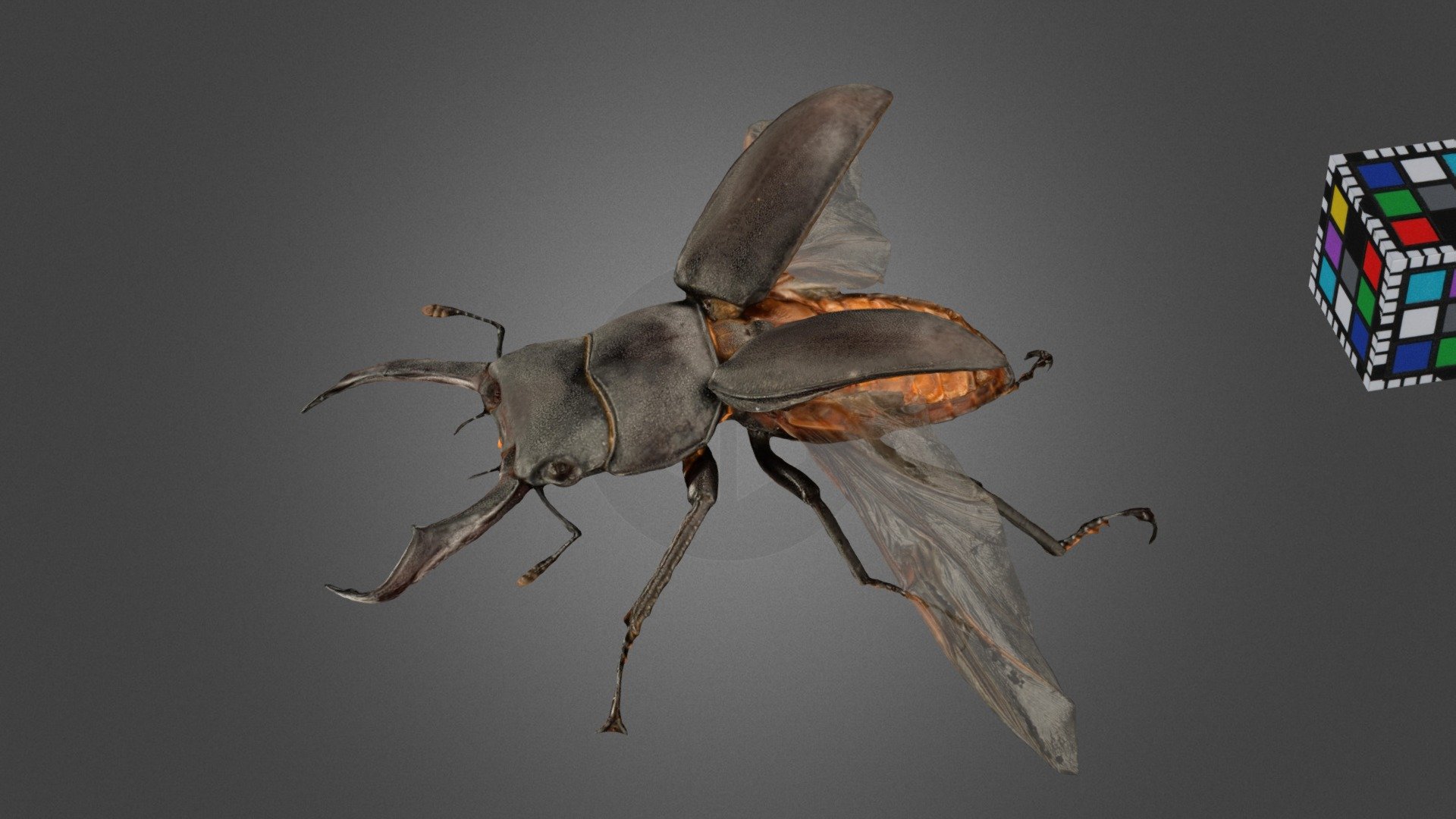 コクワガタ ♂ [翅透明] Little Stag Beetle, Dorcus rectus - 3D model by ffish ...