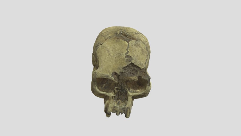 LB-1 (Flores) - Skull