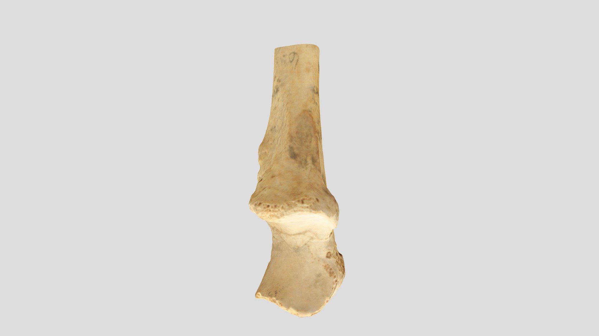 Qasr Hallabat Cistern Ulna 1