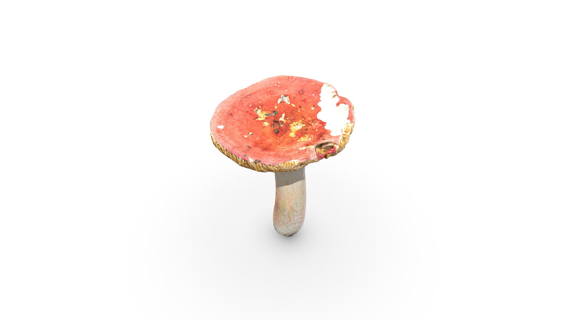 Mushroom Russula 3d Model By Rawcatalog 720cd15 Sketchfab 9787