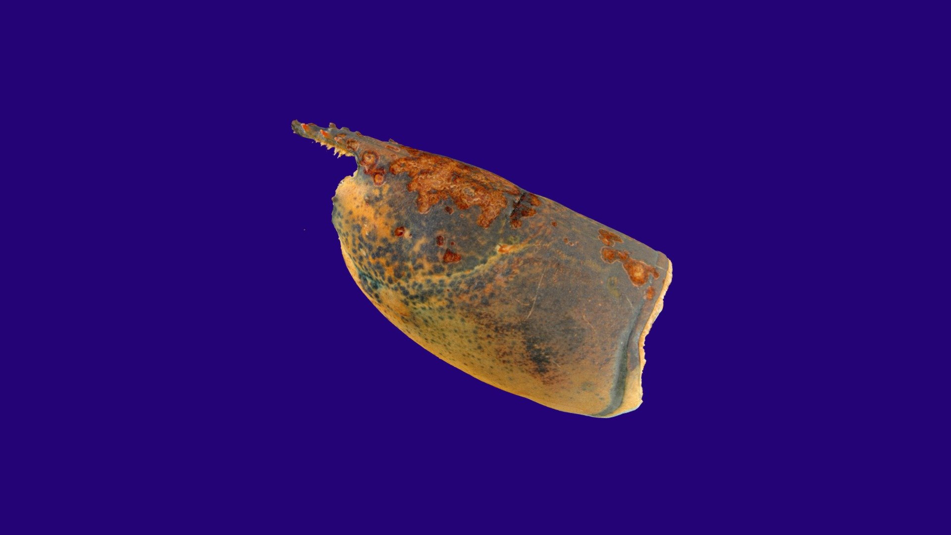 Am Lobster Spring 2019 St288 01 with level 2 ESD