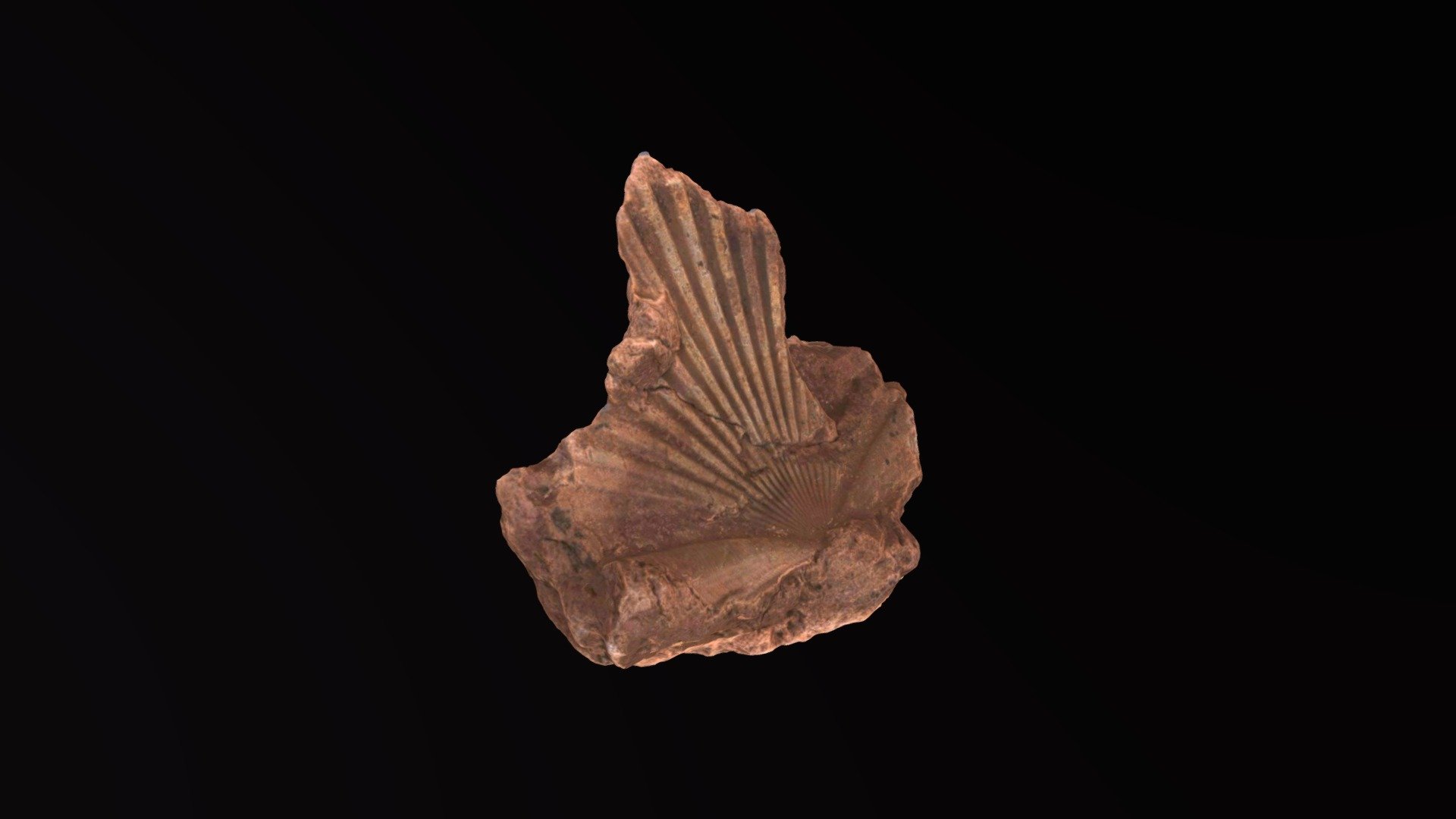 Fossile n°1
