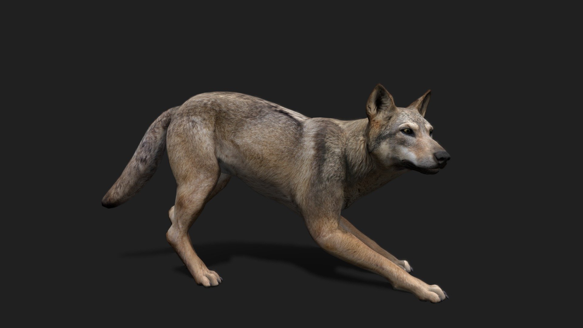 Realistic Wolf 3D Model 2.0 - 3D model by WildMesh 3D (@WildMesh_3D ...