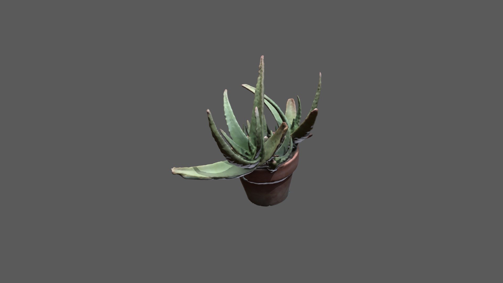 Aloe