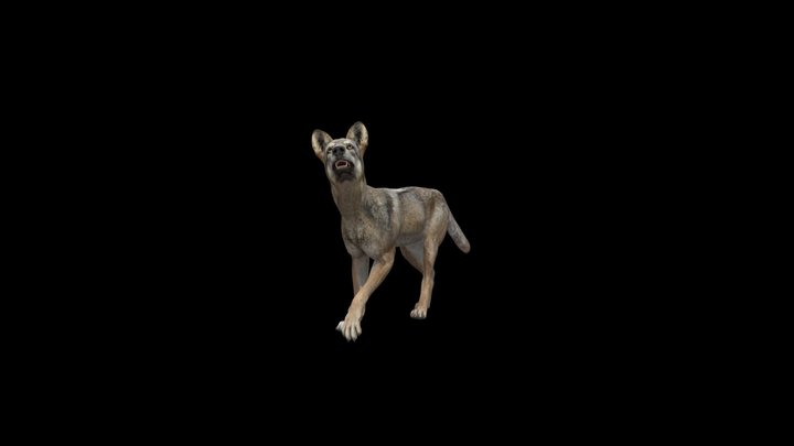 Wolf-teen 3D Model