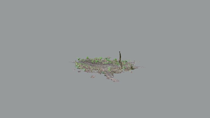 Woods 1 Scaniverse 3D Model