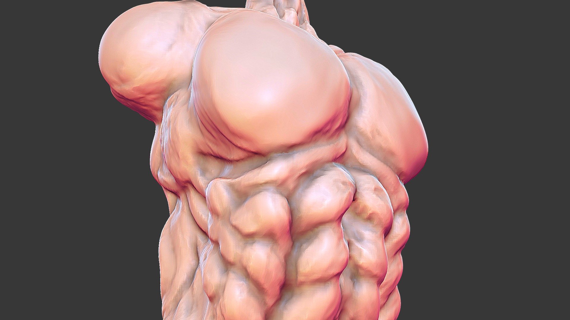 Torso Study