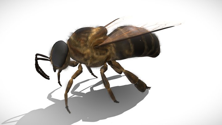 Drone bee/Truteń pszczoły 3D Model