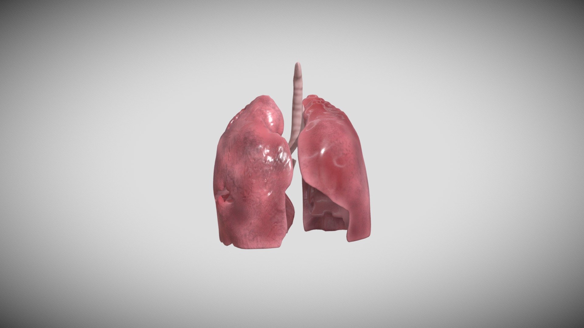 Human Lung - 3d Model By Aiverbusinesssolution [72262e3] - Sketchfab