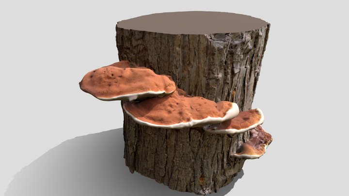 Bracket Fungus (Ganoderma sp.) 3D Model