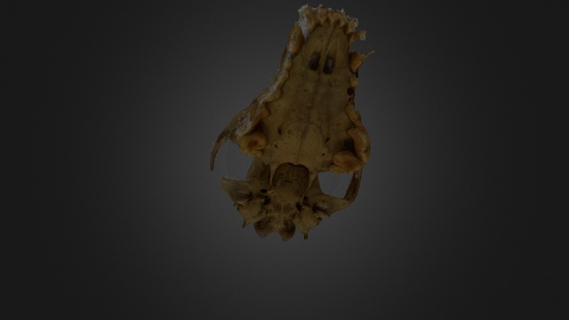 Modelo Orbit 1 3D Model