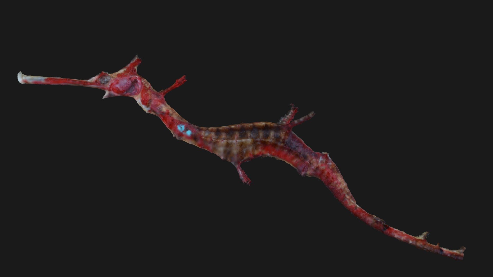 Weedy Seadragon - Juvenile