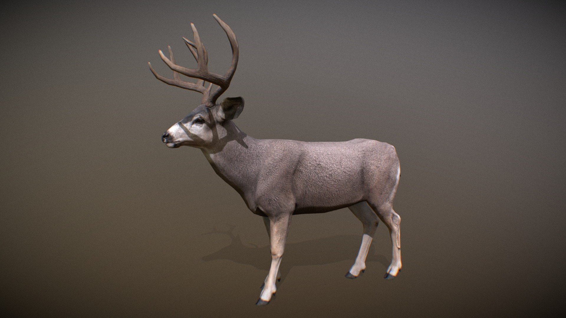 Animalia - Mule Deer (male) - 3D Model By GiM (@GamesInMotion) [722f20a ...