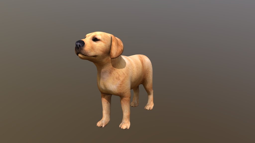Dog Puppy