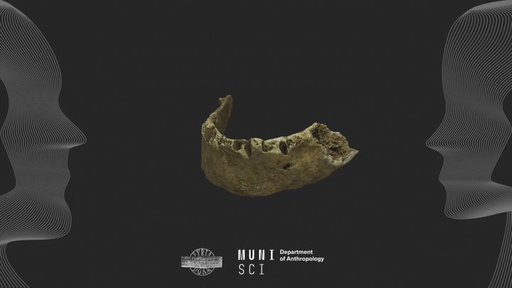 Archaeological human mandible #7 - Syria 3D Model