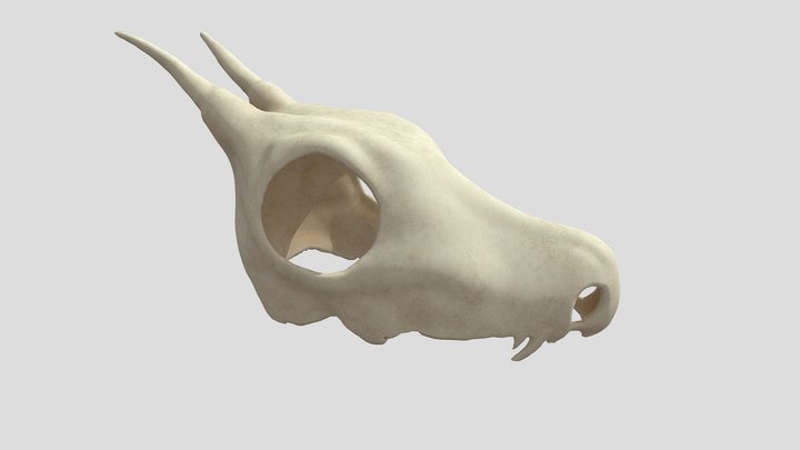 Small Creature skull 3D Model