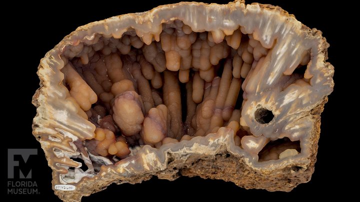 Agatized (Fossil) Colonial Stony Coral 3D Model