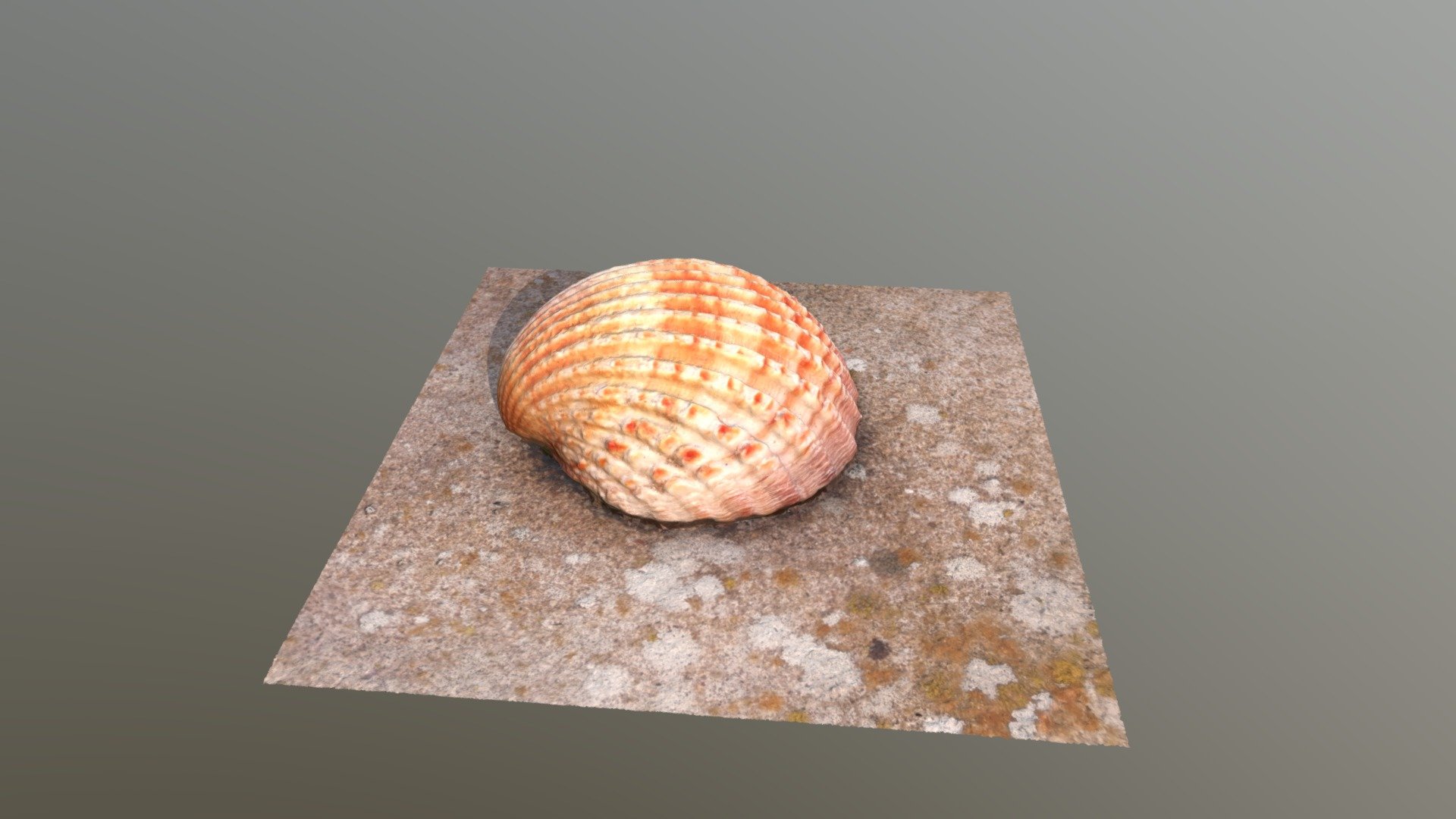 Coquillage