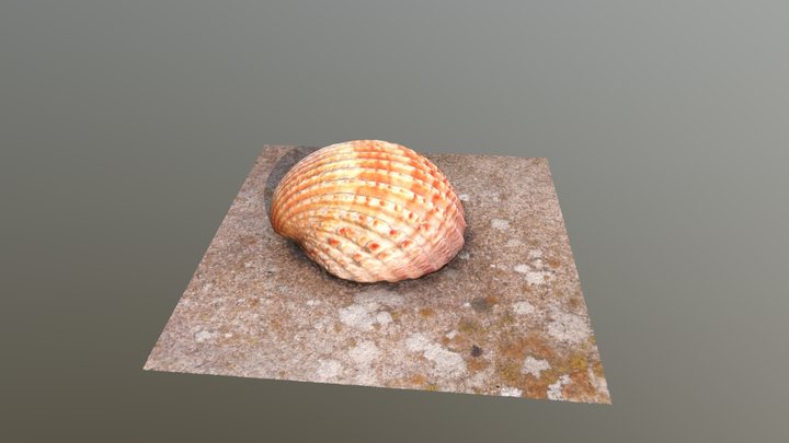 Coquillage 3D Model