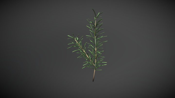 RosemaryStage2 3D Model