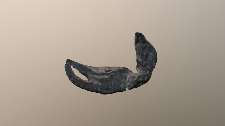 Goldweights Crab arm 3D Model