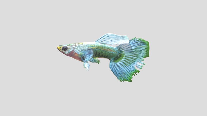 Blue Metal Dragon Guppy Male – Modello 3D gratuito STL