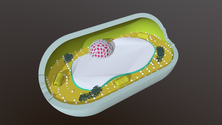 Pflanzenzelle/Plant cell 3D Model