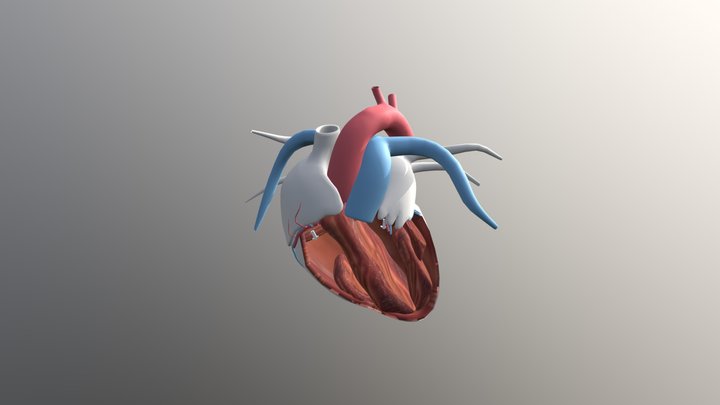 Heart - Querschnitt 3D Model