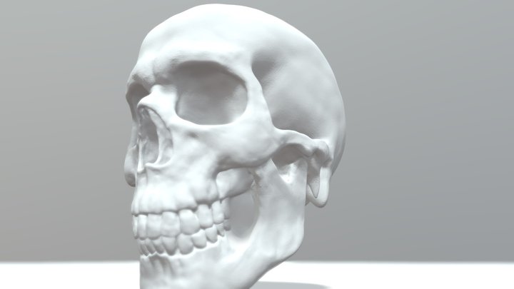 Skull 3d model 3D Model