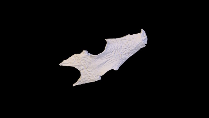 McKenna And Rajab Medium Scan Sea Robbin 3D Model