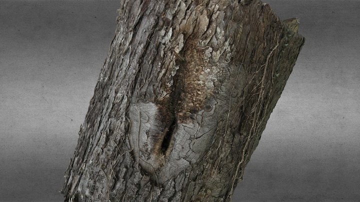 Bark Tree Photoscan 3D Model