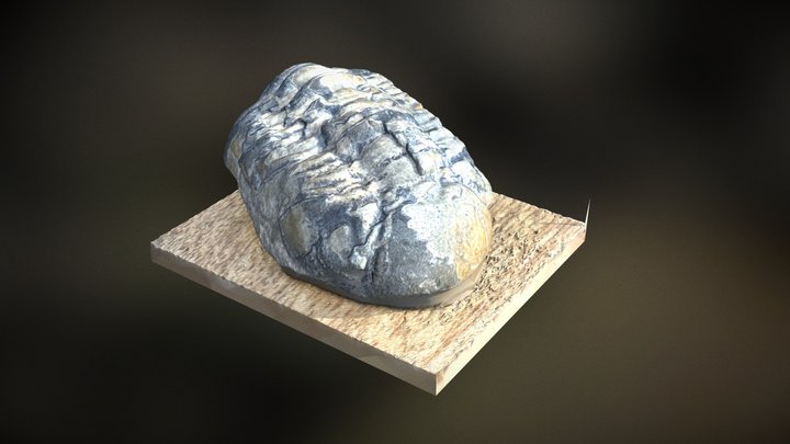 Trilobite 3D Model