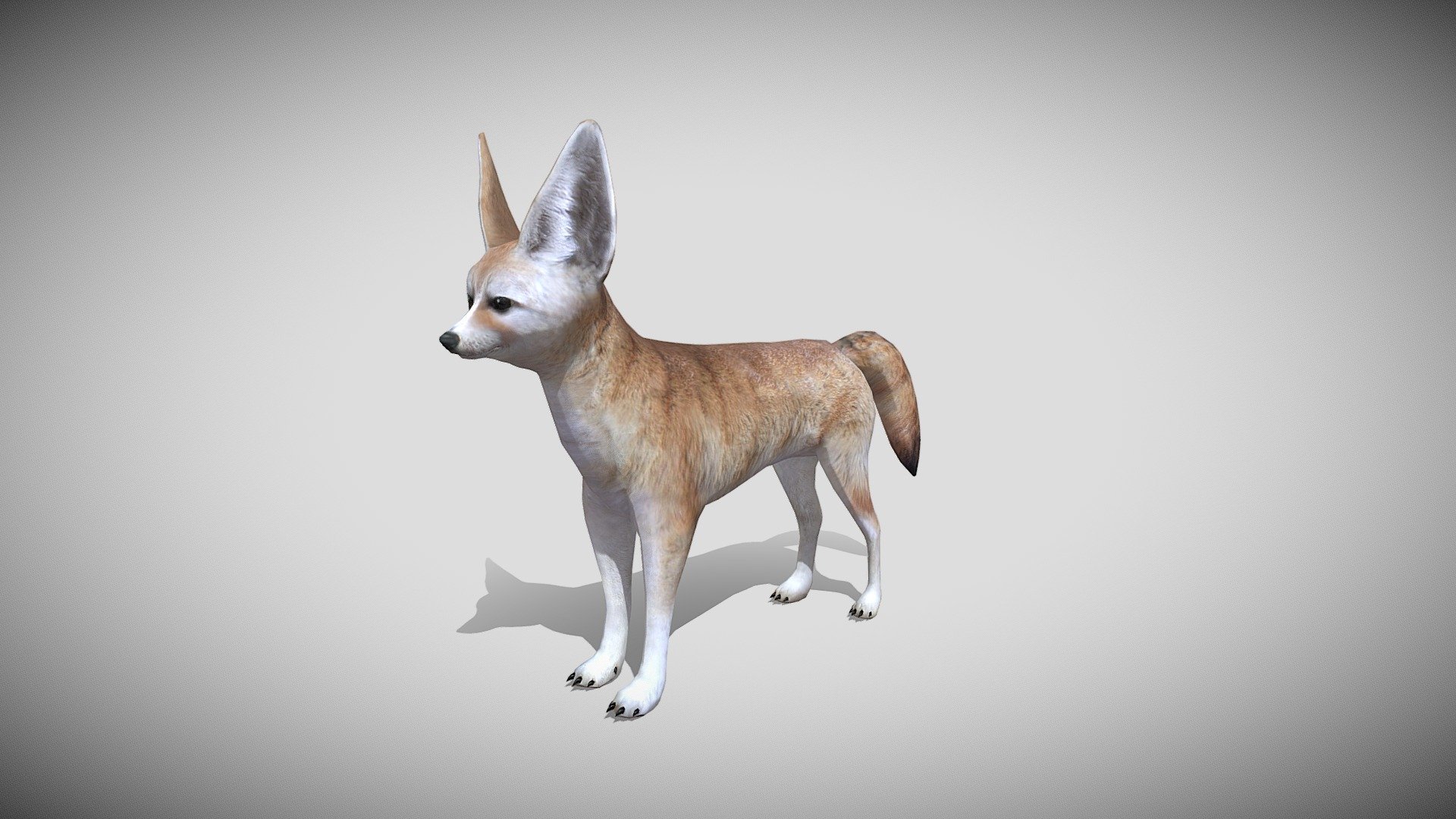 Medhue Fennec Fox - Buy Royalty Free 3D model by Medhue (@Medhue1