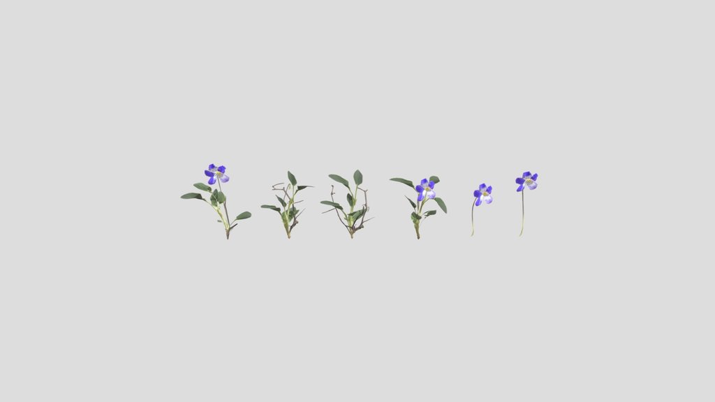 Pack Early Dog Violet Viola Reichenbachiana