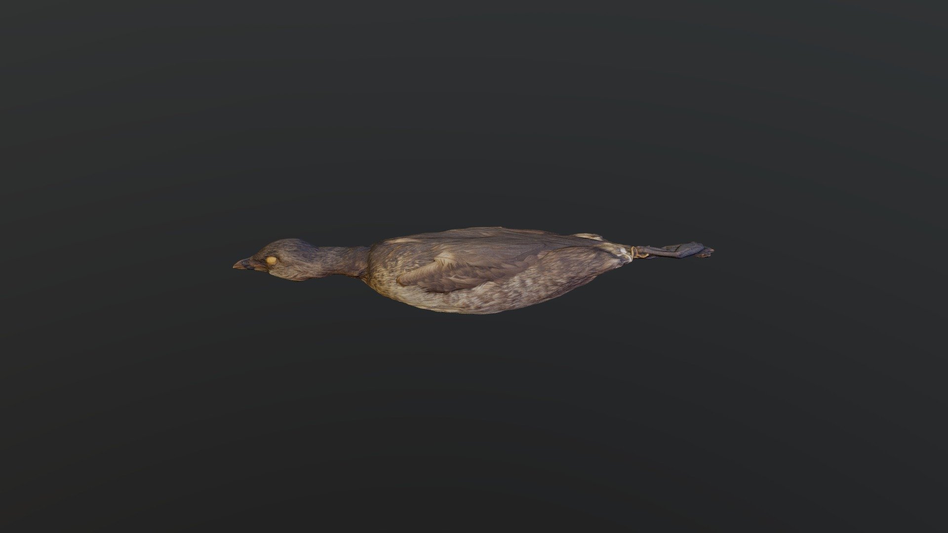 Pied-billed Grebe - Podilymbus podiceps