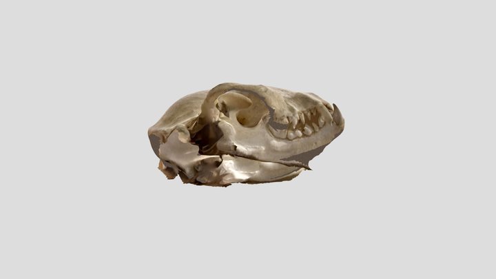 Raccoon-skull 3D Model